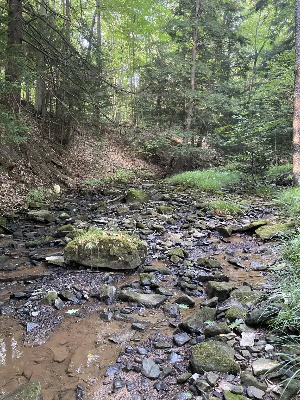 Wooded creek near Punxsutawney, Pennsylvania